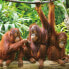 Головоломка Colorbaby Orangutan 6 штук 68 x 50 x 0,1 cm