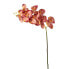 Фото #1 товара Orchidee Phalaenopsis Glitter