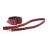 Blaze - Elite Collar and Leash