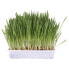 TRIXIE Cat Grass Barley Seed Bowl