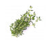 Фото #4 товара Véritable 3760262511054 - Edible plant - Thymus - Refill - Fast grower (3-5 weeks)