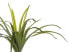 Фото #4 товара Kunstpflanze DRACAENA ANITA