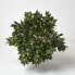 Фото #8 товара Kunstbaum Ficus Benjamini grün 180 cm