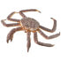 Фото #1 товара Фигурка Collecta Collected Real Crab XL Figure Collecta Exclusive (Коллекционные Реалистичные Краб XL Фигура Коллекции Collecta)