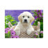 Puzzle Golden Retriever 500 Teile