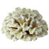 ფოტო #1 პროდუქტის FERPLAST Coral 19.5x19.5x8.5 cm Aquarium Decoration