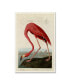Фото #1 товара John James Audobon 'American Flamingo' Canvas Art - 47" x 30" x 2"