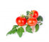 Véritable 3760262511184 - Essbare Pflanze - Mini red tomato - Nachfüllen - Langsam wachsend (8-12 Wochen)
