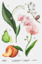 Фото #3 товара Женская парфюмерия ZARA Orchid 30 мл / 1.01 унций