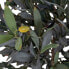 Kunstpflanze Olivenbaum