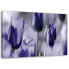 Bilder Lila Tulpen Natur Blumen