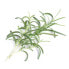 Фото #4 товара Véritable 3760262510552 - Edible plant - Rosemary - Refill - Fast grower (3-5 weeks) - 1 month(s) - 4 - 6 month(s)