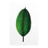 Фото #2 товара Wandbild Ficus Leaf