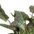 Декоративное растение Зеленый PVC 52 x 44 x 44 cm