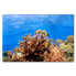 Фото #1 товара Leinwandbild Corals Reef