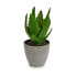 Декоративное растение Алоэ Вера 14 x 21 x 14 cm Серый Зеленый Пластик (6 штук)