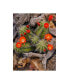 Фото #1 товара Michael Blanchette Photography 'Claret Cup Cactus' Canvas Art - 35" x 47"
