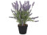 Фото #1 товара Kunstpflanze LAVENDER PLANT