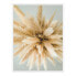 Bild Pampas Grass