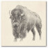 Western Bison Study Gallery-Wrapped Canvas Wall Art - 20" x 20"