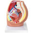 Фото #5 товара Model anatomiczny miednicy żeńskiej 3D w skali 1:1