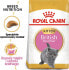 Royal Canin British Shorthair Kitten karma sucha dla kociąt, do 12 miesiąca, rasy brytyjski krótkowłosy 0.4kg