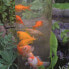 Фото #2 товара Ubbink Ubbink Wieża widokowa dla rybek, 100 cm, akryl