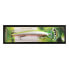 Фото #4 товара STRIKE PRO Slingshot Sinking minnow 14.4g 120 mm