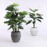 Фото #9 товара Искусственные цветы MICA Decorations Philodendron 120 см Гибридный