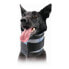 Фото #1 товара Широкий ошейник для собак KVP Чёрный (15-53 cm)
