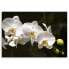 Фото #3 товара Bilder Orchideen Natur Blumen