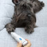 Фото #1 товара Электрическая пилка для домашних животных PediPet InnovaGoods