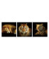 Фото #1 товара Decor Wild Safari 3 Piece Wrapped Canvas Wall Art Felines -27" x 82"