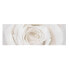 Leinwandbild Pretty White Rose II