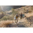 ფოტო #32 პროდუქტის RUFFWEAR Swamp Cooler™ Dog Jacket