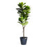 Фото #4 товара Kunstpflanze Ficus 155 cm