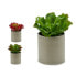 Decorative Plant 20 x 25 x 20 cm (6 Units)