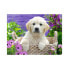 Фото #1 товара Пазл собака Золотистый ретривер 500 деталей Равенсбургер