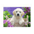 Фото #1 товара Puzzle Golden Retriever 500 Teile