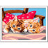 RAVENSBURGER Cre Series D - Kittens In The Pillow