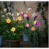 Solar light Lumineo Flower Solar 11 x 6 x 49,5 cm Multicolour