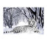 Weißer Tiger im Schnee Wandkunst