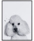 Фото #1 товара "Poodle" Pet Paintings on Printed Glass Encased with A Black Anodized Frame, 24" x 18" x 1"