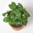 Фото #4 товара Künstliche Basilikum-Topfpflanze