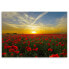 Фото #3 товара Bild Rote Mohnblumen bei Sonnenuntergang