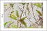Фото #6 товара Fototapete Koala Lemur Chamäleon Blätter