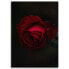 Фото #3 товара Wandbild Rote Rose Blume Natur