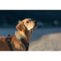 Фото #4 товара GPS-локатор для собак Tractive Dog XL