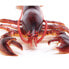 Фото #2 товара SAFARI LTD Maine Lobster Figure
