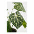 Фото #5 товара Декоративное растение Mica Decorations Caladium Ø 21 x 28 cm Искусственная